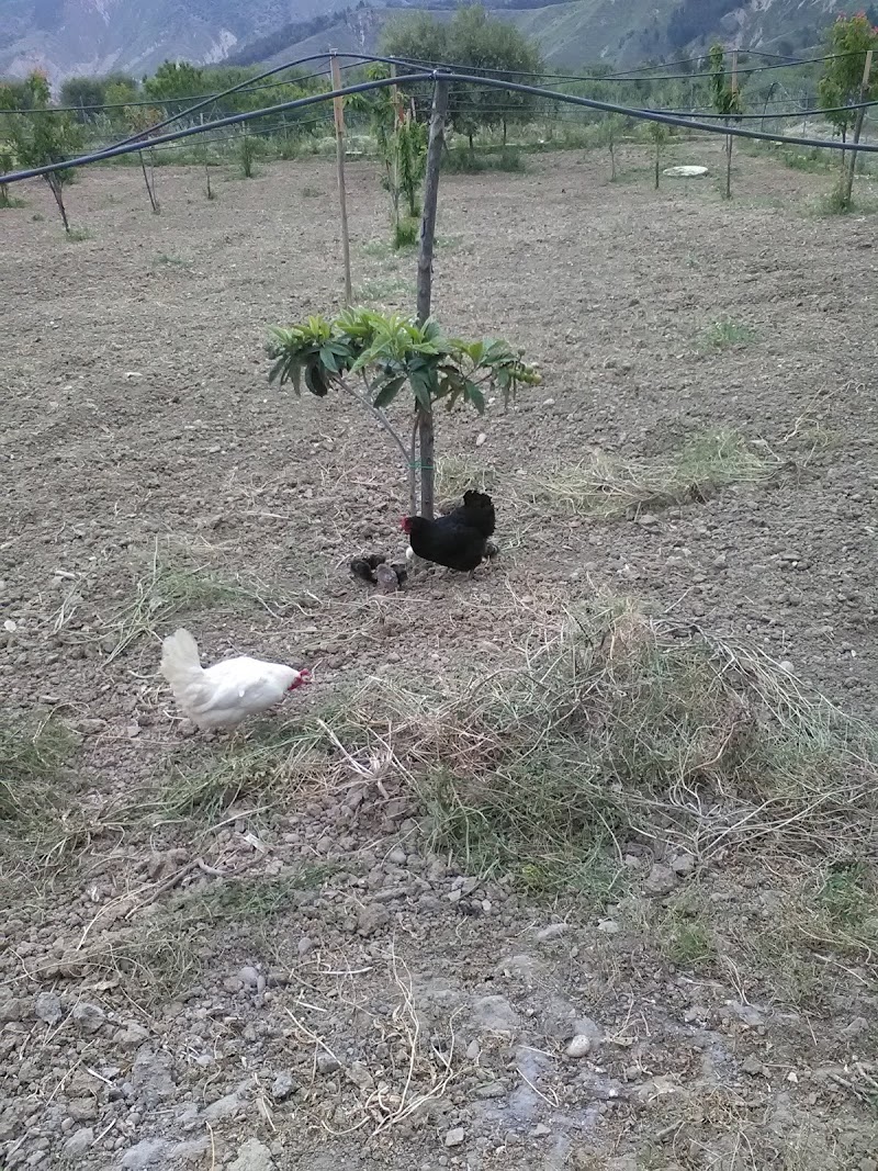 Le terrazze del Casale